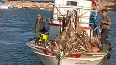 Çanakkale'de denizdeki yunusları görünce peşlerine takıldı ve...