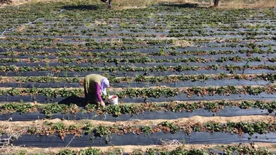 Mahallenin resmen kaderi değişti: Parayı tatmaya başlayınca el işini bıraktık