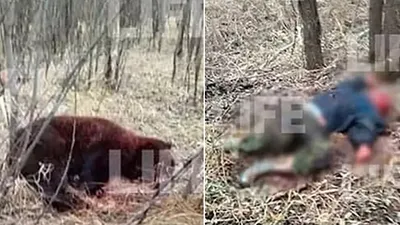 Korkunç olay! Arkadaşını öldüren ayıyla dövüşen Rus boksör ağır yaralandı