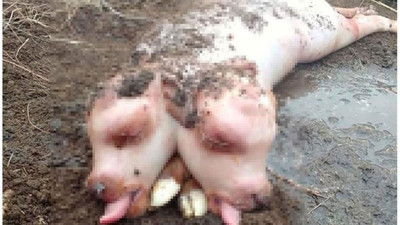 Çift başlı doğdu! Görenler inanamadı