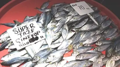 Çinekop rekora koşuyor! Kilosu kırmızı etle yarışıyor