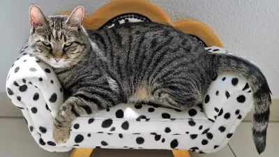 İstanbul’da En İyi Kedi kuaförü Pet Koleji