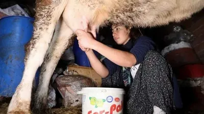 İnek sağarak antrenman yapıp dünya üçüncüsü oldu