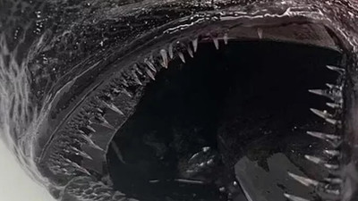 Sahile vuran gizemli canavar hayretler içinde bıraktı! Tam bin 100 metreden geldi