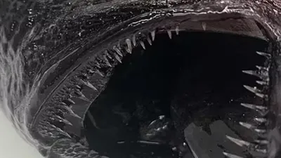 Sahile vuran gizemli canavar hayretler içinde bıraktı! Tam bin 100 metreden geldi