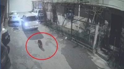 Köpeği ezip, yoluna devam etti
