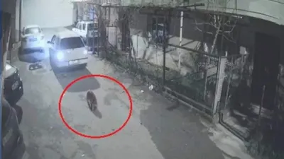 Köpeği ezip, yoluna devam etti