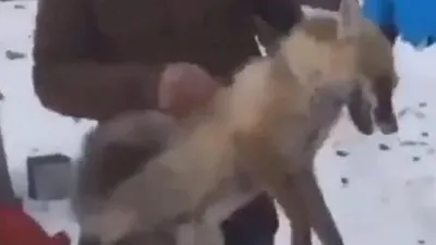 Tilkiye eziyet eden 4 kişiye para cezası