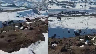 Barınak yerine araziye bırakılan köpekler birbirlerini yedi