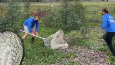 Otoyolun ortasında ''deniz aslanı'' şaşkınlığı