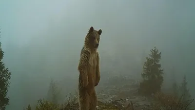 Yaban hayatı, fotokapanlara yansıdı