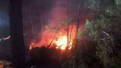 Muğla'da orman yangını