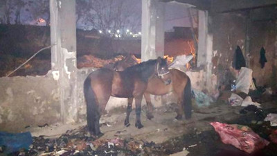 Vatandaşa bunları yedireceklerdi! Kaçak kesime suçüstü!