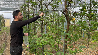 Arap şeyhlerinin vazgeçilmezi oldu! Türkiye'de üretiliyor, kilosu 2 bin TL
