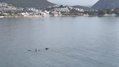 Bodrum'da yunus sürüsü görüntülendi