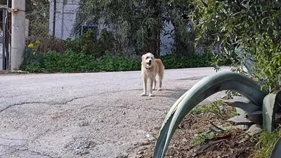Akrep Nalan'ın cenazesi evinden alınırken, herkesi ağlatan kare