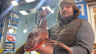 Ender rastlanan kırlangıç balığı 800 TL'den satılıyor