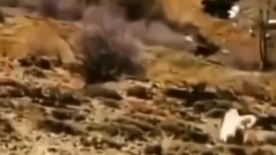 Kangal ve kurt karşı karşıya! Tek hamleyle böyle yere serdi