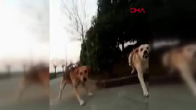 Üniversite öğrencisi genç kadın kabusu yaşadı! Görüntüler korkunç