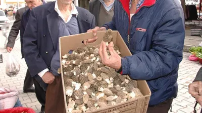 Kilosu 300 lira, köylülerin gelir kapısı oldu! ''Günlük 3 bin lira kazandığım oluyor''