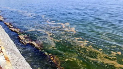 Marmara'ya geri dönen müsilaj kabusu için bir korkutan uyarı daha
