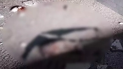 Şile'de otel havuzu hayvanlar için mezar oldu
