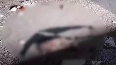 Şile'de otel havuzu hayvanlar için mezar oldu