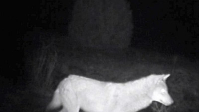 Türkiye'nin yaban hayatı fotokapana yansıdı