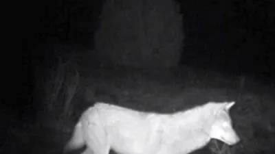 Türkiye'nin yaban hayatı fotokapana yansıdı