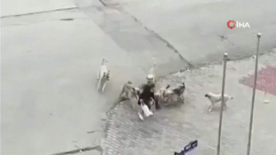 Sokak köpekleri genç kıza kabusu yaşattı! Tüyler ürperten anlar kamerada