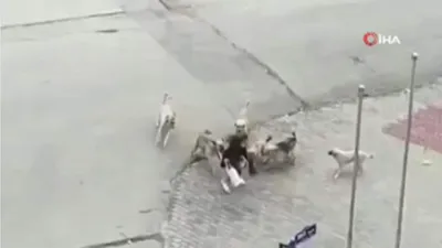 Sokak köpekleri genç kıza kabusu yaşattı! Tüyler ürperten anlar kamerada