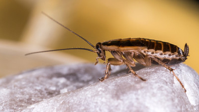 Bilim insanları mutant hamamböcekleri üretti