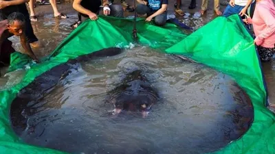Tam 300 kilo... Dev balık dünya rekoru kırdı