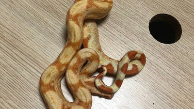 14 ilde dev operasyon: Hayvan ticareti yapanlar tek tek yakalandı