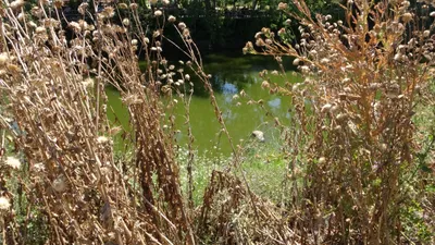 Tunca Nehri'nde ceset bulundu