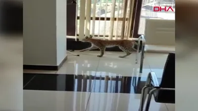 Nesli tükenme tehlikesindeki bakın nerede ortaya çıktı
