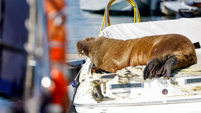 Norveç'in tatlı belası: Limanlardaki tekneleri batırıyor