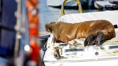 Norveç'in tatlı belası: Limanlardaki tekneleri batırıyor