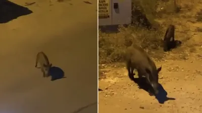 Şehir merkezinde ilginç anlar! Sürü halinde yemek aradılar