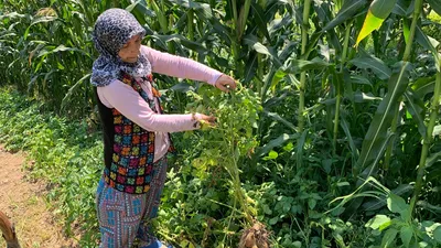 Bahçesine patates ekti, zehirli meyve çıktı