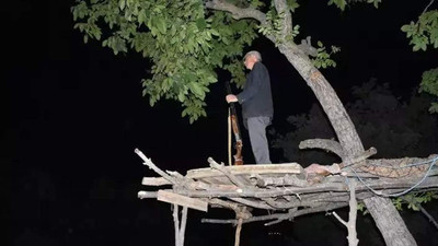 Ağaç üzerinde bir garip nöbet