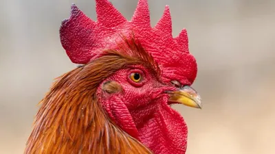 Günde 200 kere öten horoza suç duyurusu...