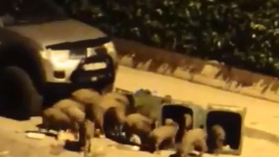 Domuz sürüsü şehir merkezine indi