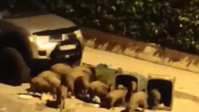 Domuz sürüsü şehir merkezine indi