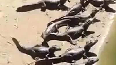 Korkutan görüntüler: Onlarca timsah kıyıya çıktı