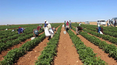 54 milyonluk tarımsal destek ödemeleri bugün hesaplarda