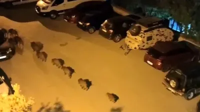 Şehre inen domuz sürüsü kamerada