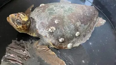 İstanbul'da kıyıya caretta caretta vurdu