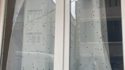 Sinekli ev polisi harekete geçirdi