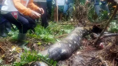 Ormanda kaybolan kadın pitonun midesinden çıktı